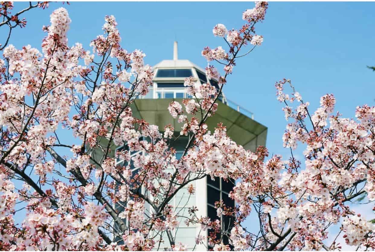Sabancı Üniversitesi ELAE Sınav İçeriği – ELAE 1 ve ELAE 2